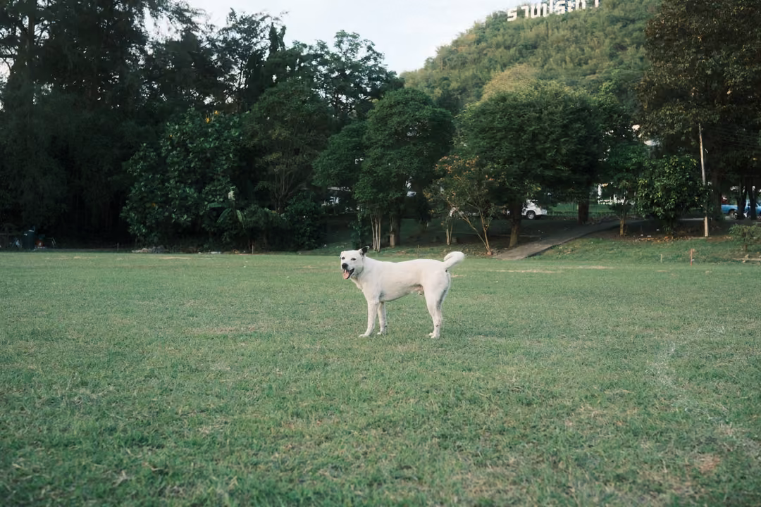White dog standing on a large lawn with trees and a hill with white letters in the background