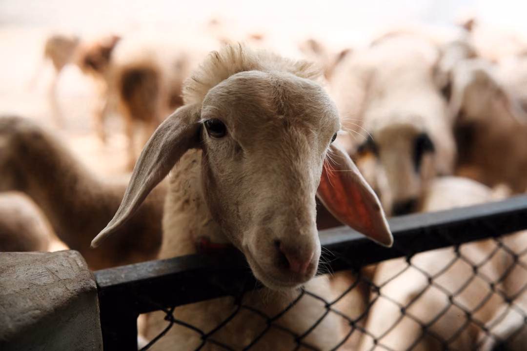Sheep with long drooping ears resting its chin on a fence rail, other sheep blurred behind