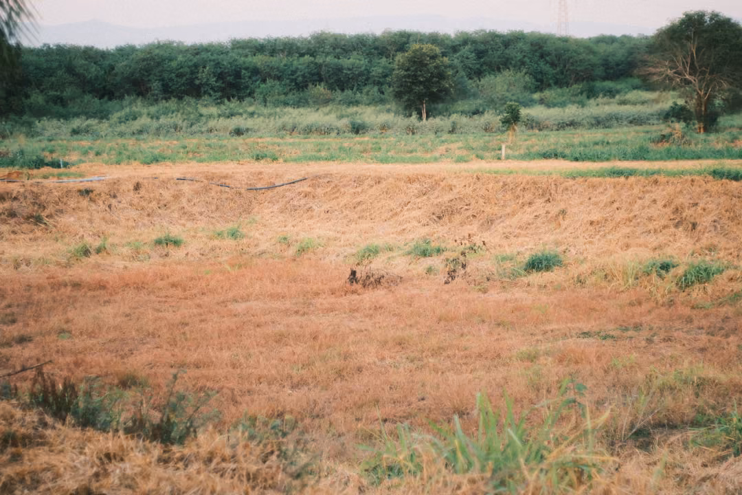 Dry field of orange-brown grass with green patches, a tree line and trees beyond
