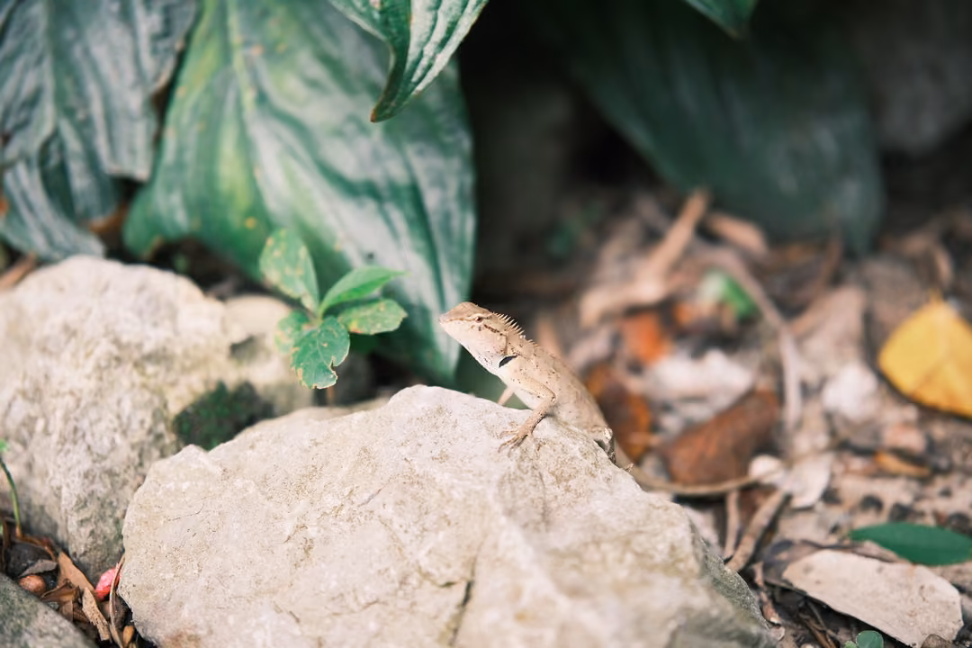 A small brown lizard perched on a pale rock beneath broad green leaves