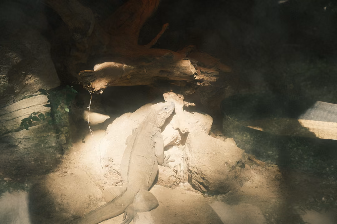 Large pale lizard resting on sunlit rocks under a log in a dim enclosure