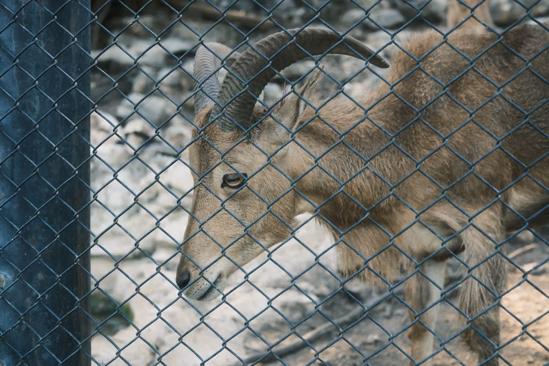 Horned wild goat behind a chain-link fence, head lowered, rocky ground behind