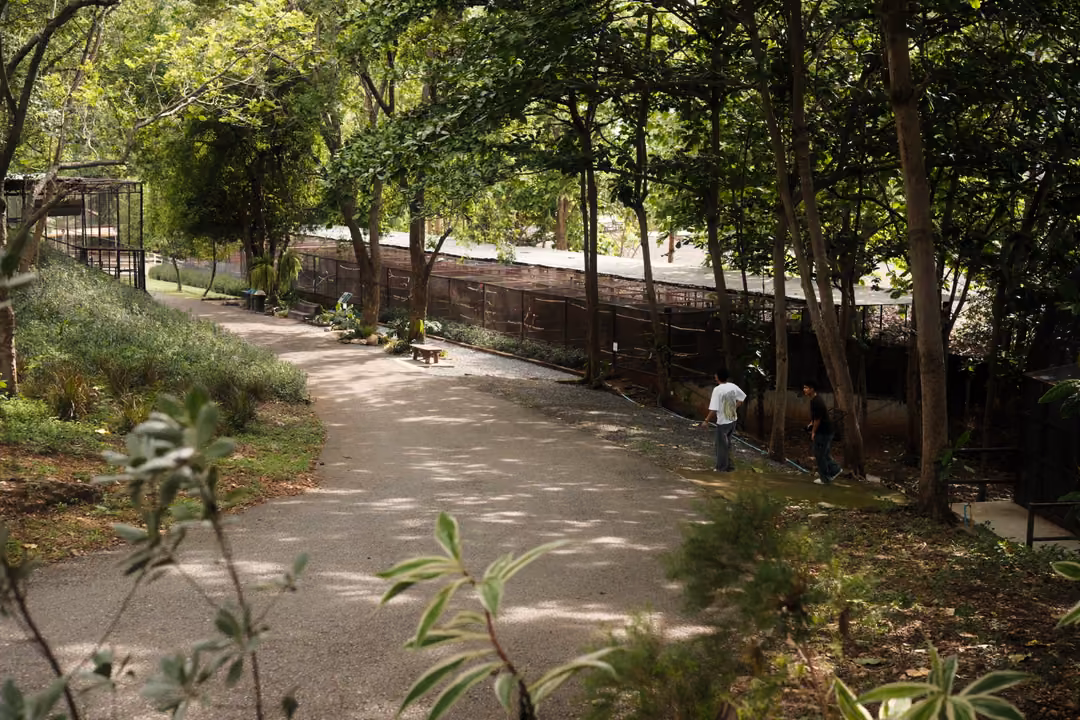 Curving paved path under tall leafy trees beside fences, with a lone person walking in the distance