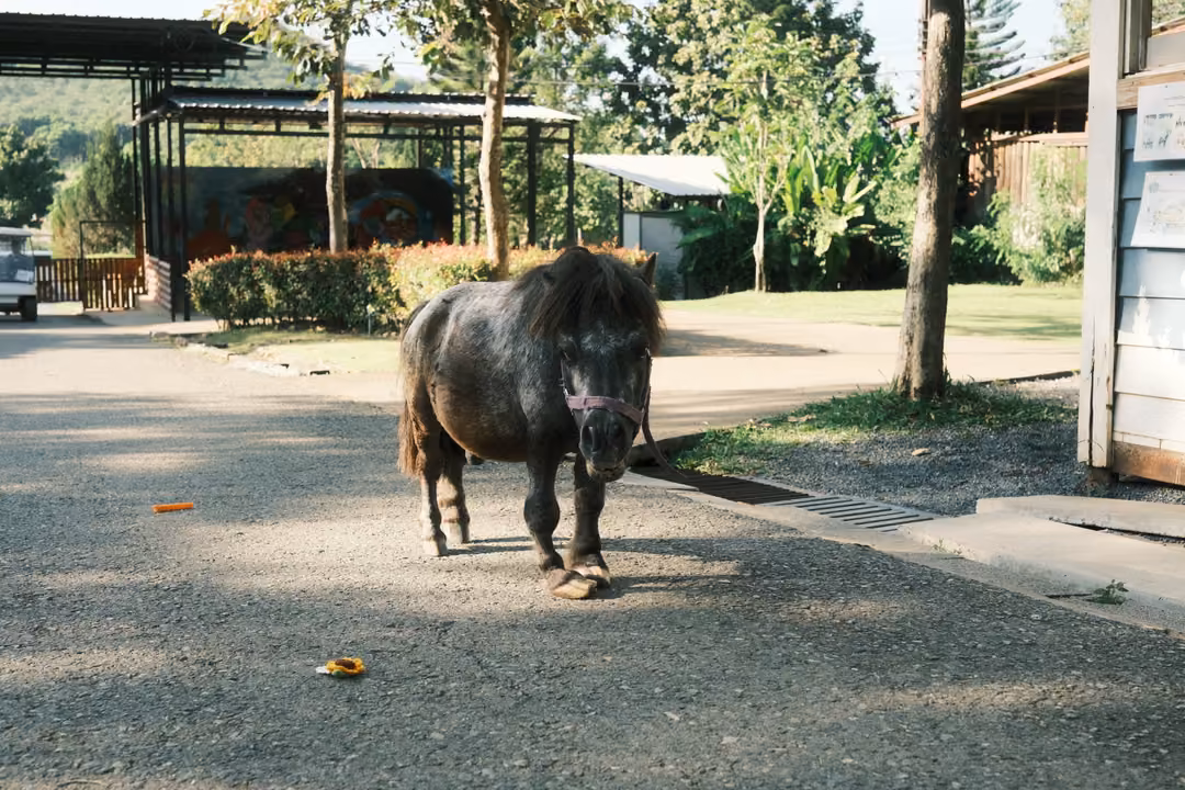 Small dark shaggy pony with a halter standing on a paved path near a shelter and green trees