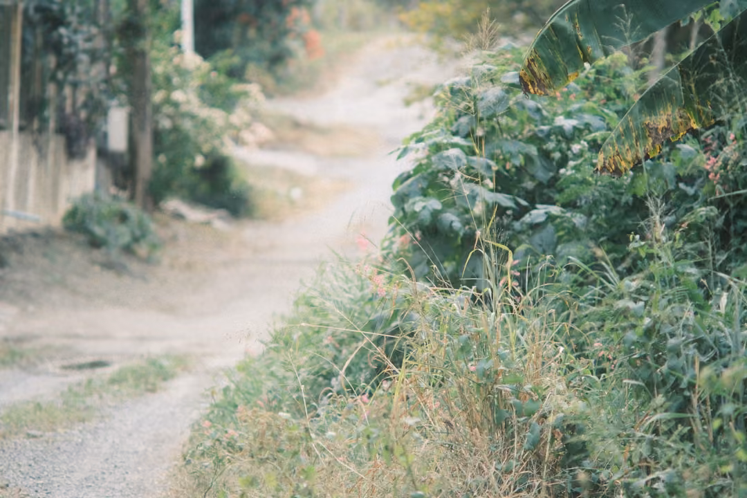 A narrow dirt path curving through tall grass and overgrown bushes, with trees and a wall in the distance.