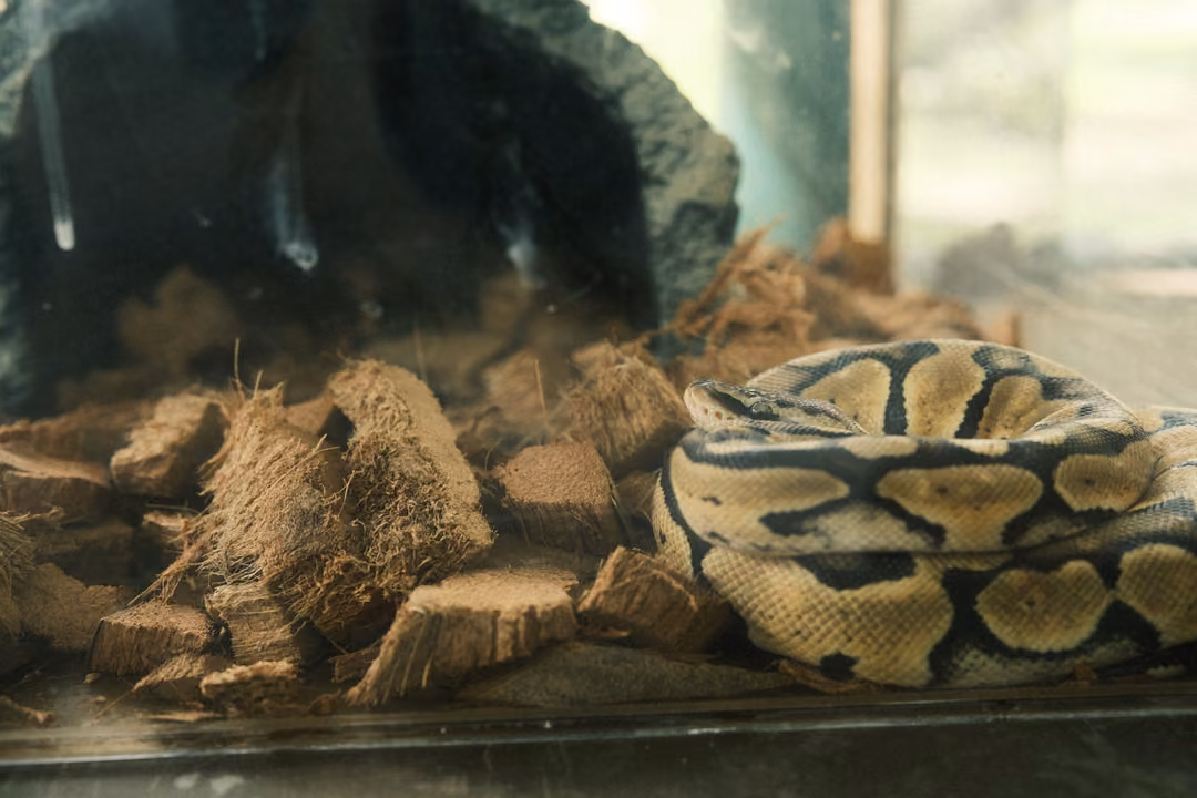 Same yellow-and-black snake coiled beside coconut husk, the rock cave and window light behind