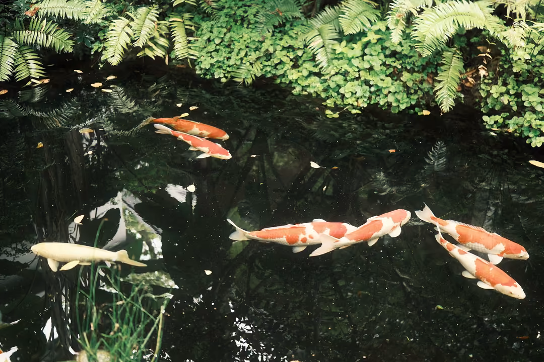 A group of koi, mostly orange and white with one pale gold fish, gather in dark water beneath ferns.