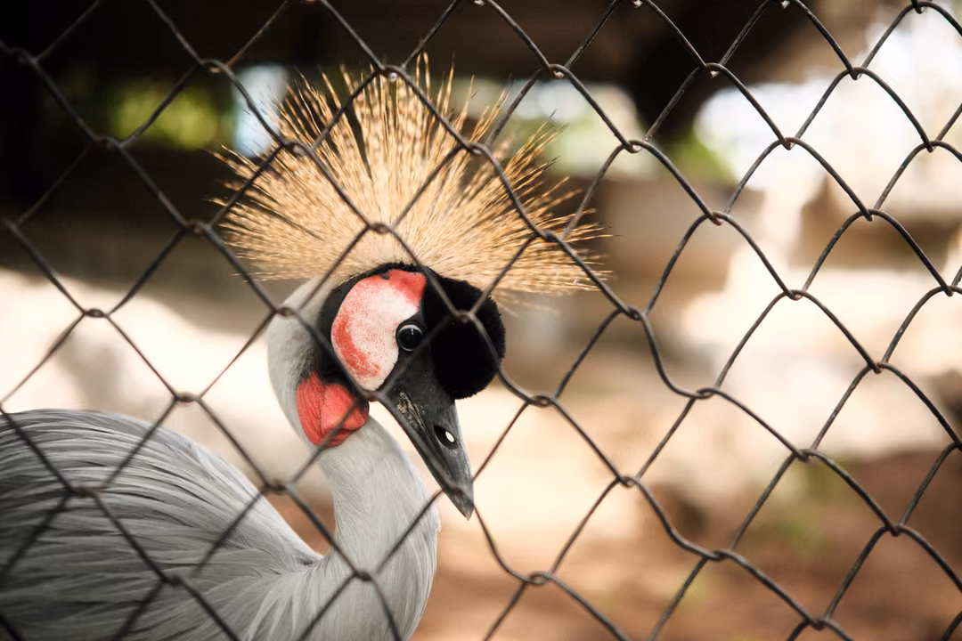 Close view of a crowned crane through chain-link, showing its golden crest, red cheek patch and grey neck