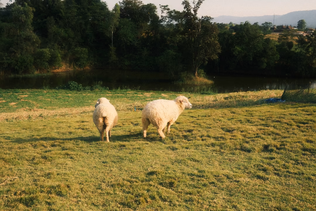 Two sheep graze side by side on a sunny green field near a pond and a line of trees.