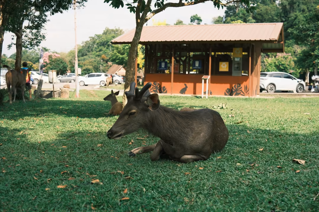 A deer with short antlers lying on the grass, a red wooden kiosk and parked cars behind