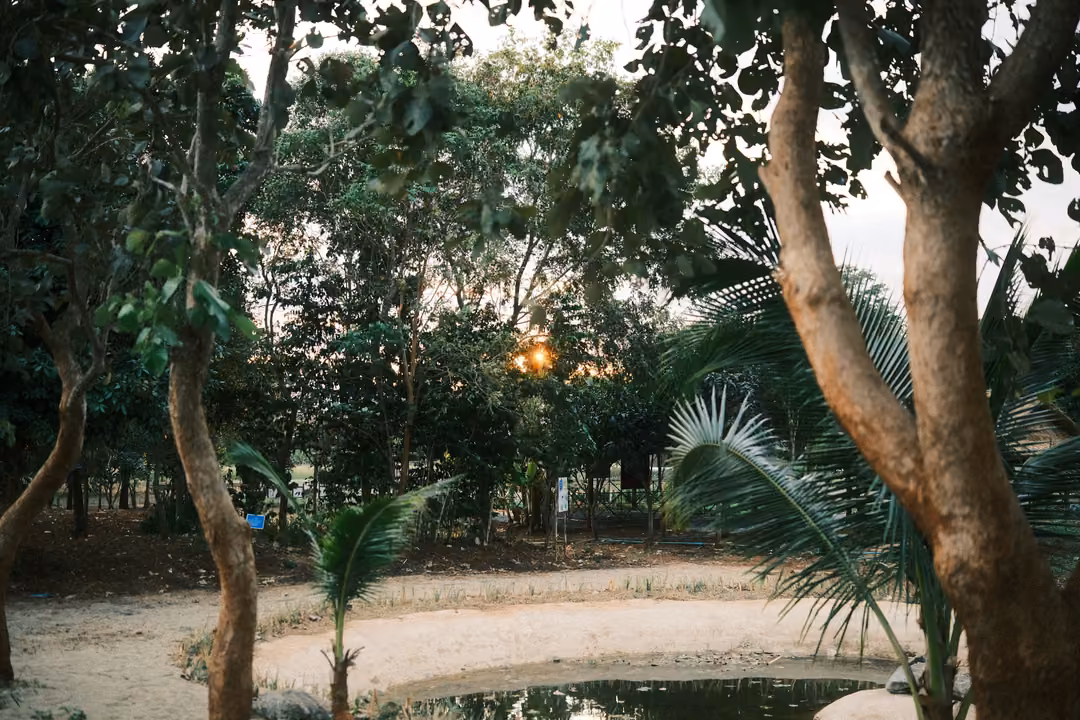 Trees and young palms around a shallow pond with sandy banks, the setting sun glowing through the leaves