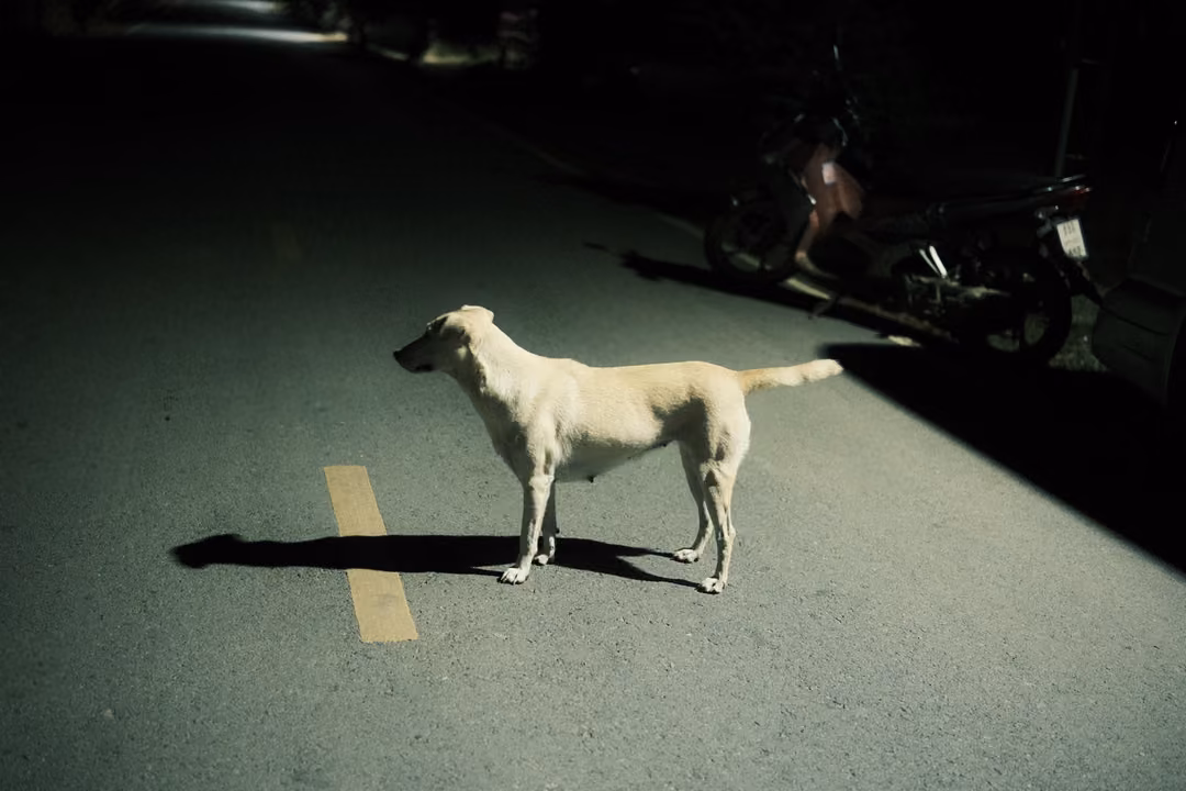 Pale dog standing on a dark road in a patch of light, a parked motorcycle in shadow behind