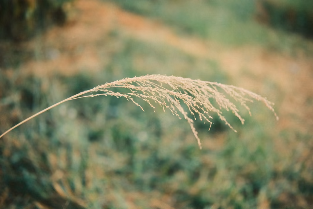 Soft-focus close-up of a single feathery grass plume arching over a blurred green and brown field