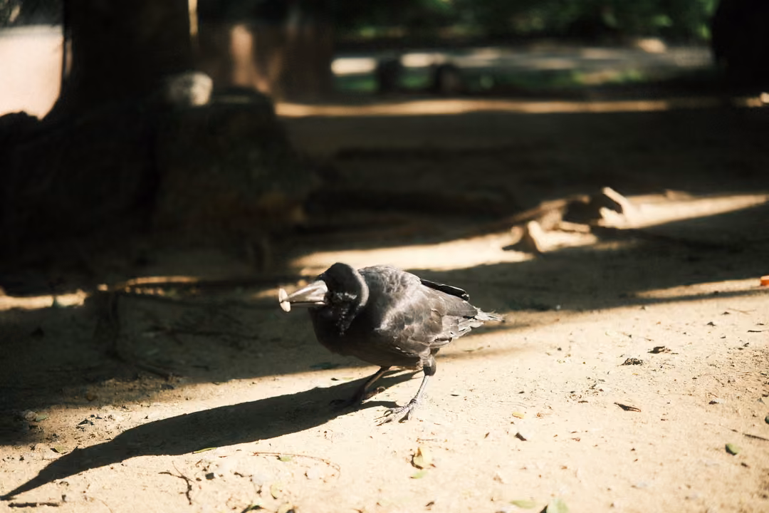Crow walking across sunlit sandy ground holding a small scrap in its beak, tree roots behind