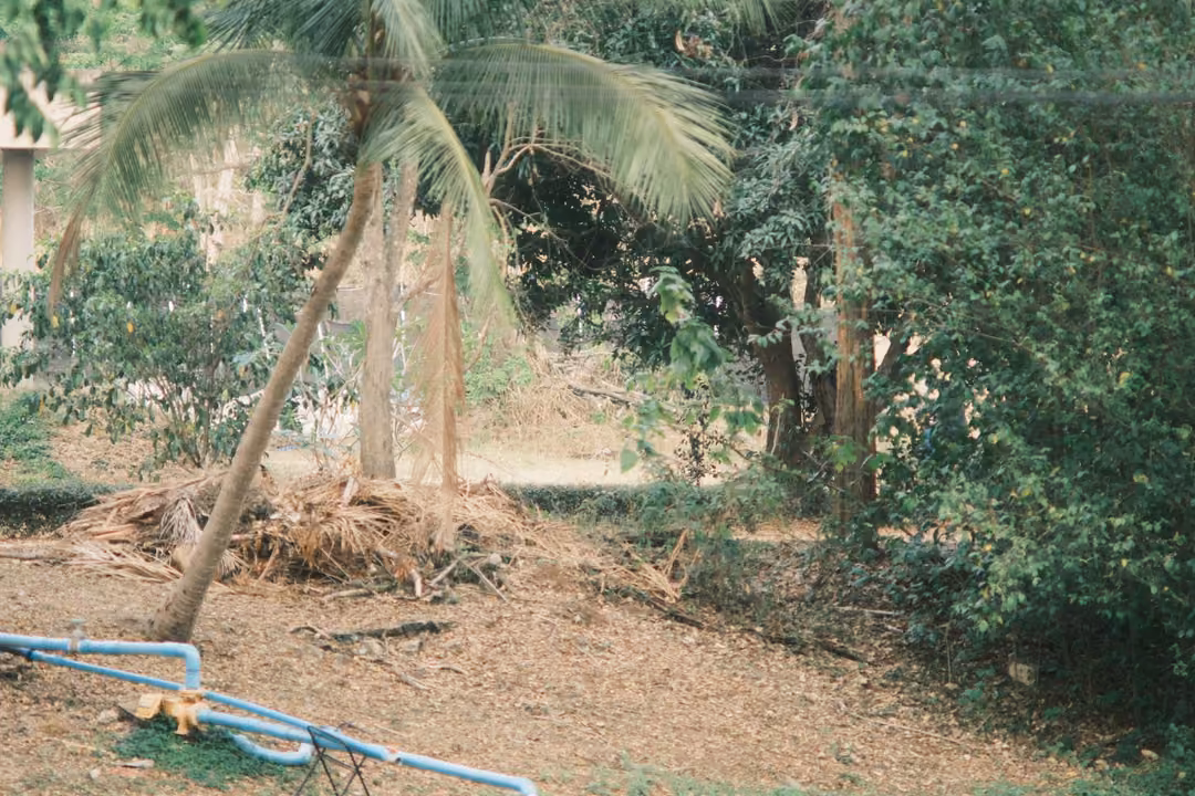 Leaning palm tree above a pile of dry fronds, blue pipes on the ground and dense green trees behind