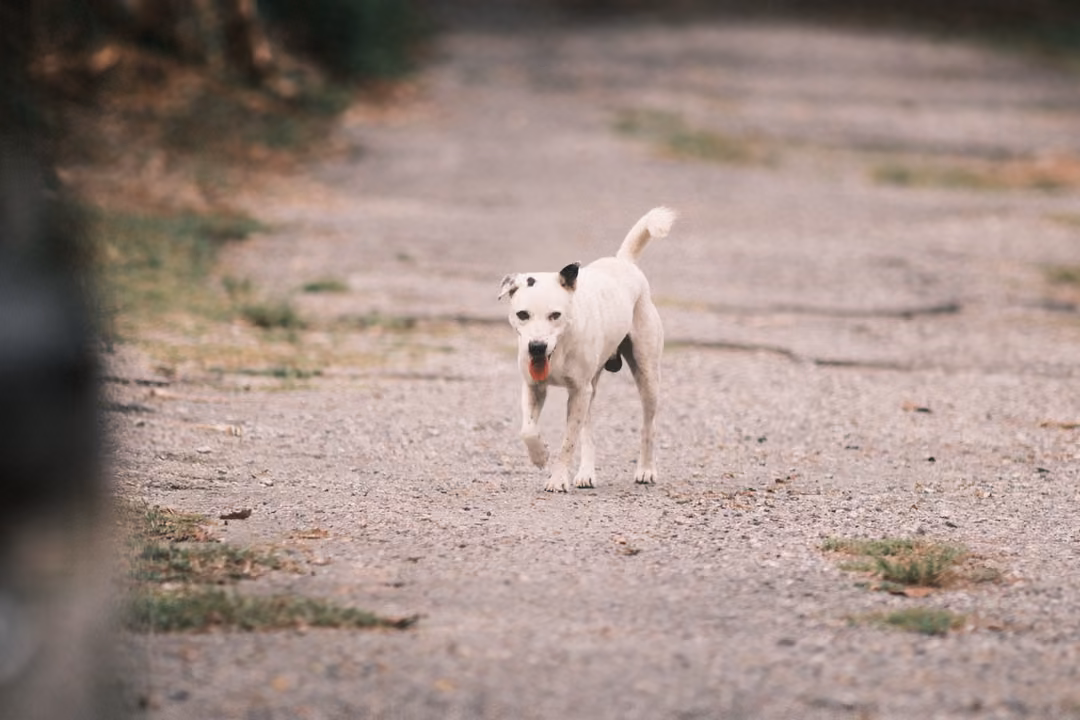 A white dog with a black ear and tongue out walking across a gravel lane, tail raised.