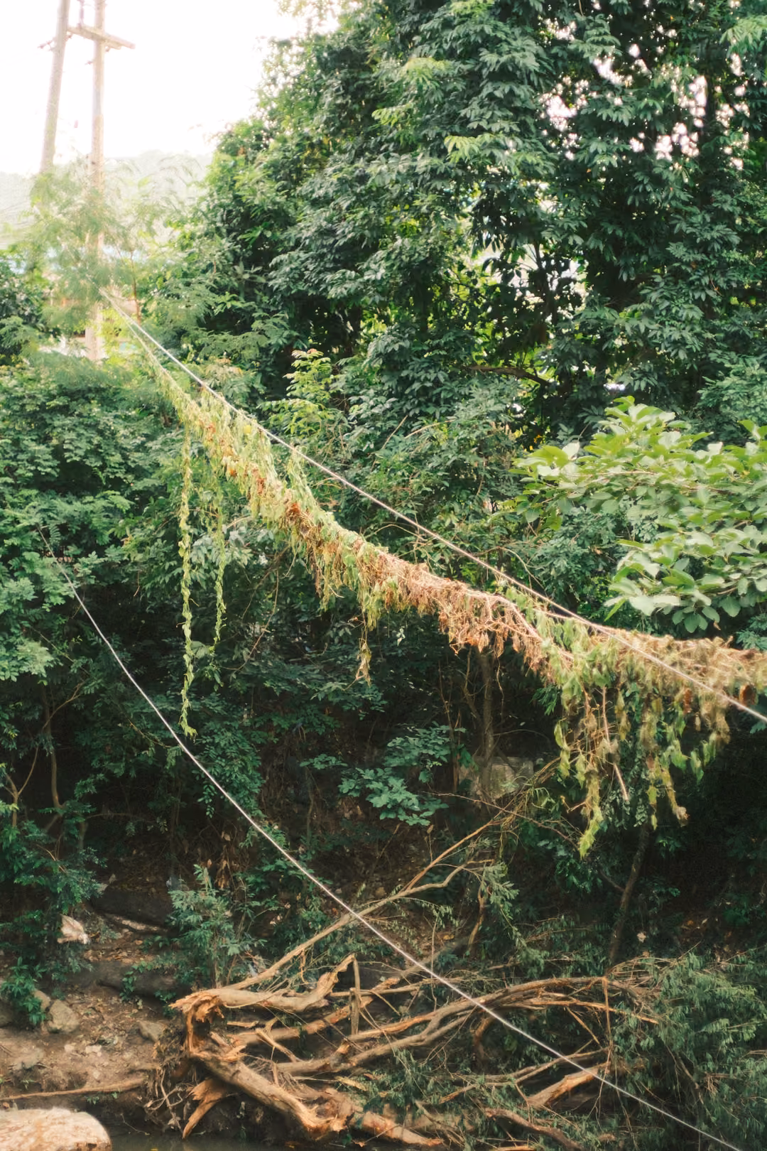 A cable over a stream draped with dried vines and debris, tangled roots below and green trees behind.