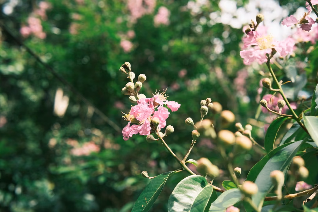 Pink blossoms and round green buds on a branch, with soft pink and green blur behind