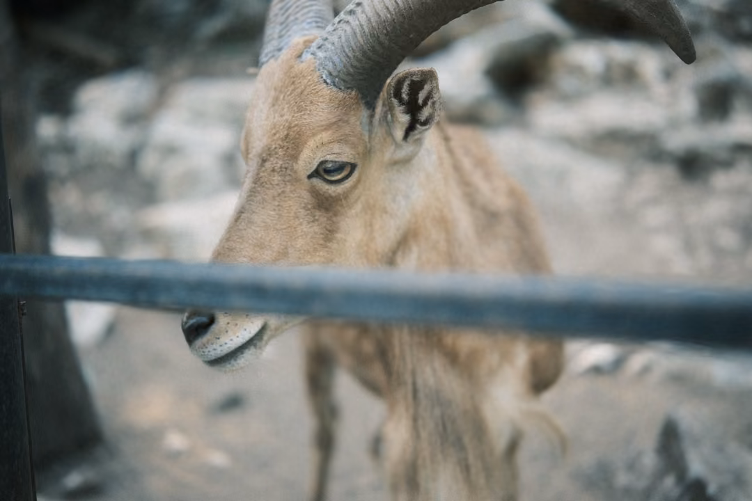 Horned goat behind a blurred metal rail, head lowered, eyes looking toward the viewer
