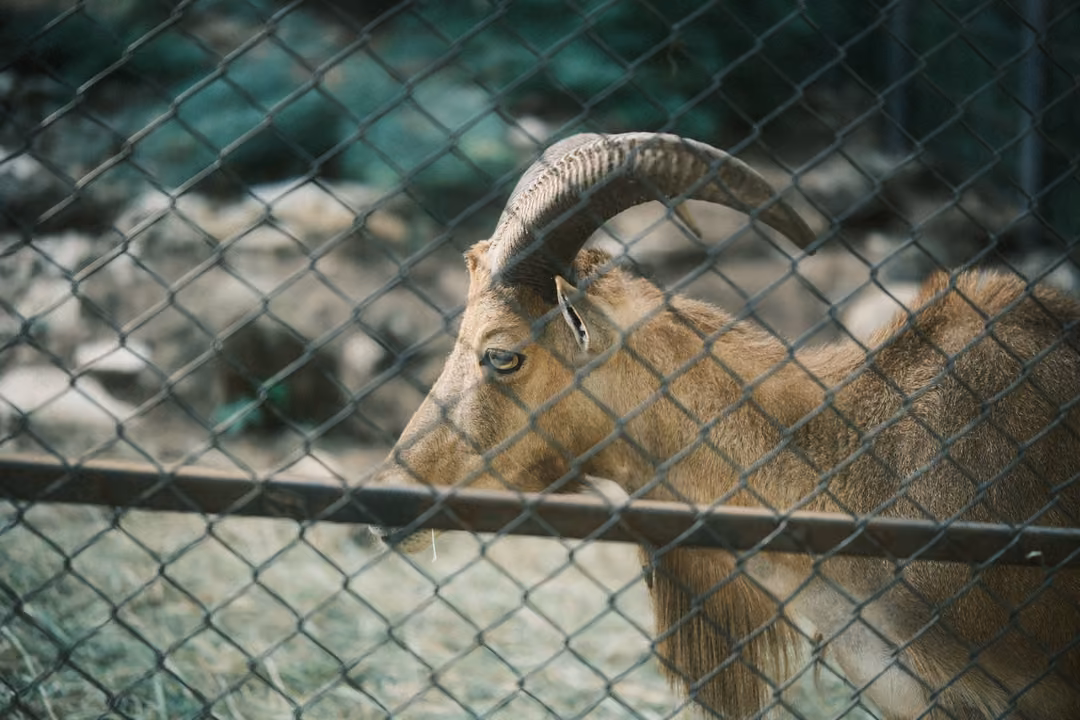 Horned animal seen through a green chain-link fence and metal rail, rocks blurred behind