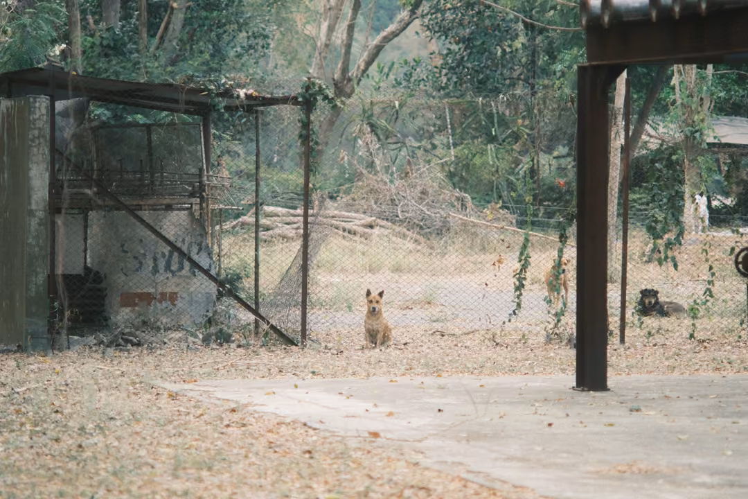 Small tan dog sitting under an open metal shed beside a wall with faded writing, concrete pad in front