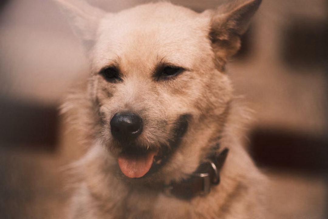 Close portrait of a tan dog with upright ears, mouth open and tongue out, against a blurred wall.