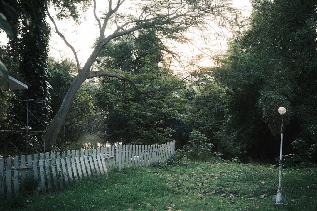 Garden with a white picket fence, a lamp post and arching trees in soft evening light