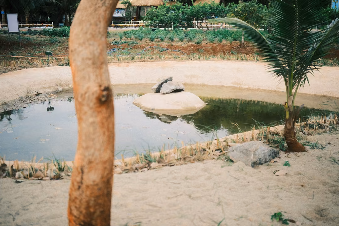 Shallow pond with a rock and what looks like a tortoise, a young palm and a tree trunk in the foreground