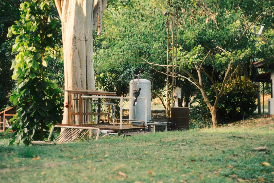 The same scene of a bird on a railing beside a gas cylinder and tree, the bird turned slightly.