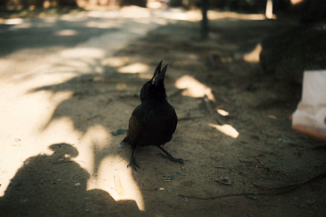 Crow with ruffled feathers standing in shade near a human shadow and a paper bag at right