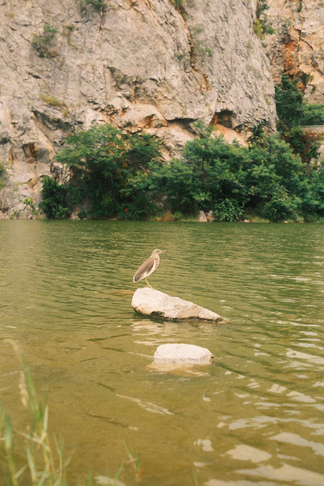 Brown wading bird standing on a rock in a green lake, looking to the left, cliff wall behind