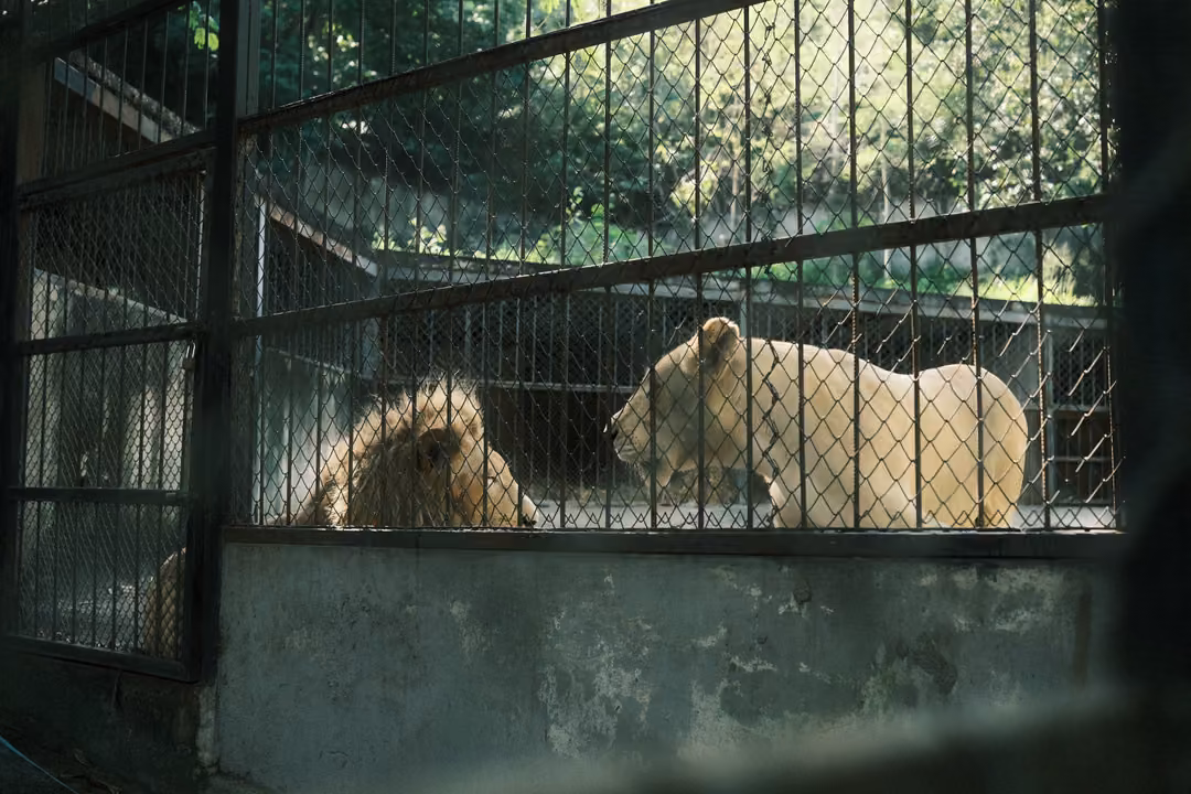 Lioness standing close to a resting maned lion behind layered fencing, a dark blur at right edge
