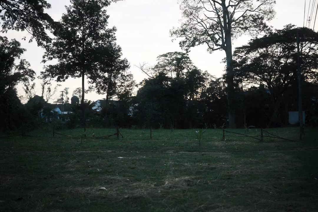 Dark field with silhouetted trees against a pale evening sky