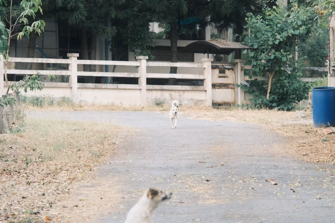 Two pale dogs on a quiet lane, one near in the foreground, one far off by a white fence and blue barrel