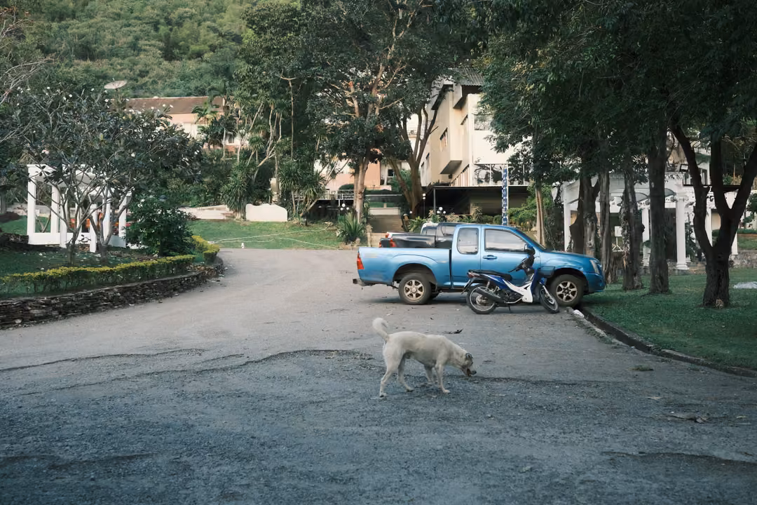 White dog crossing a paved road in front of a blue pickup and a parked motorbike, buildings behind