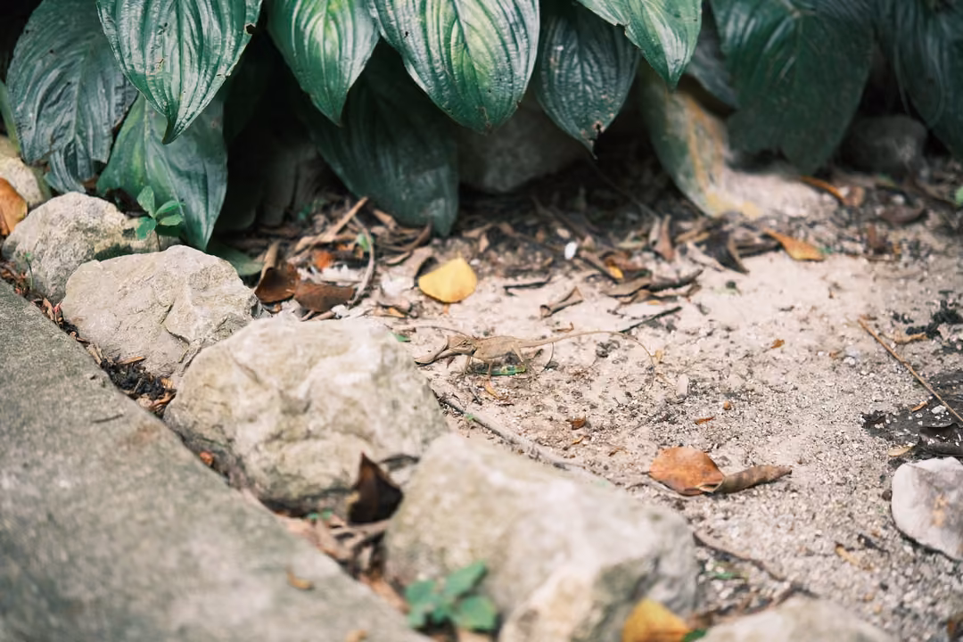 Broad striped leaves hanging over a border of pale stones and dry soil with fallen leaves