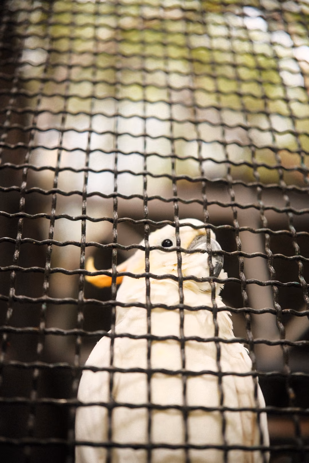 Close view of a white cockatoo through blurred wire mesh, its dark eye and curved beak in focus