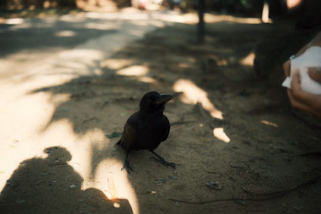 Crow standing in dappled light on a dirt path, a human shadow and a paper bag at the edges