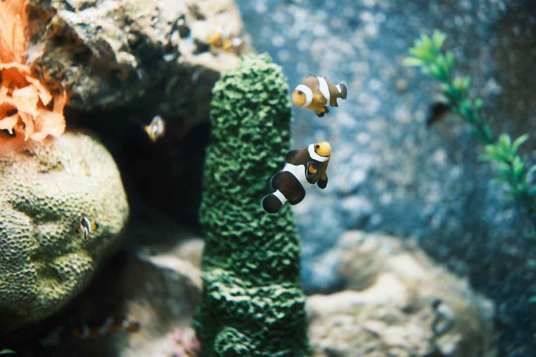 Two clownfish swimming beside a tall green textured coral column, with rocks and an orange coral nearby