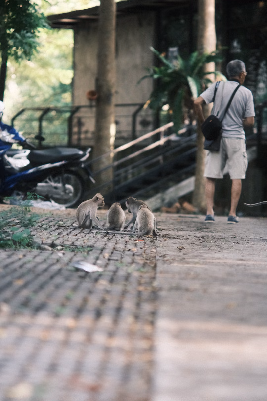 Three monkeys sit together on a paved walkway, a man with a shoulder bag standing nearby, a parked motorbike