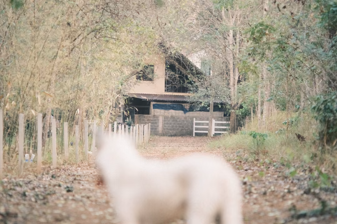 Blurred white dog walking away down a dirt track toward a house with a white gate and bamboo