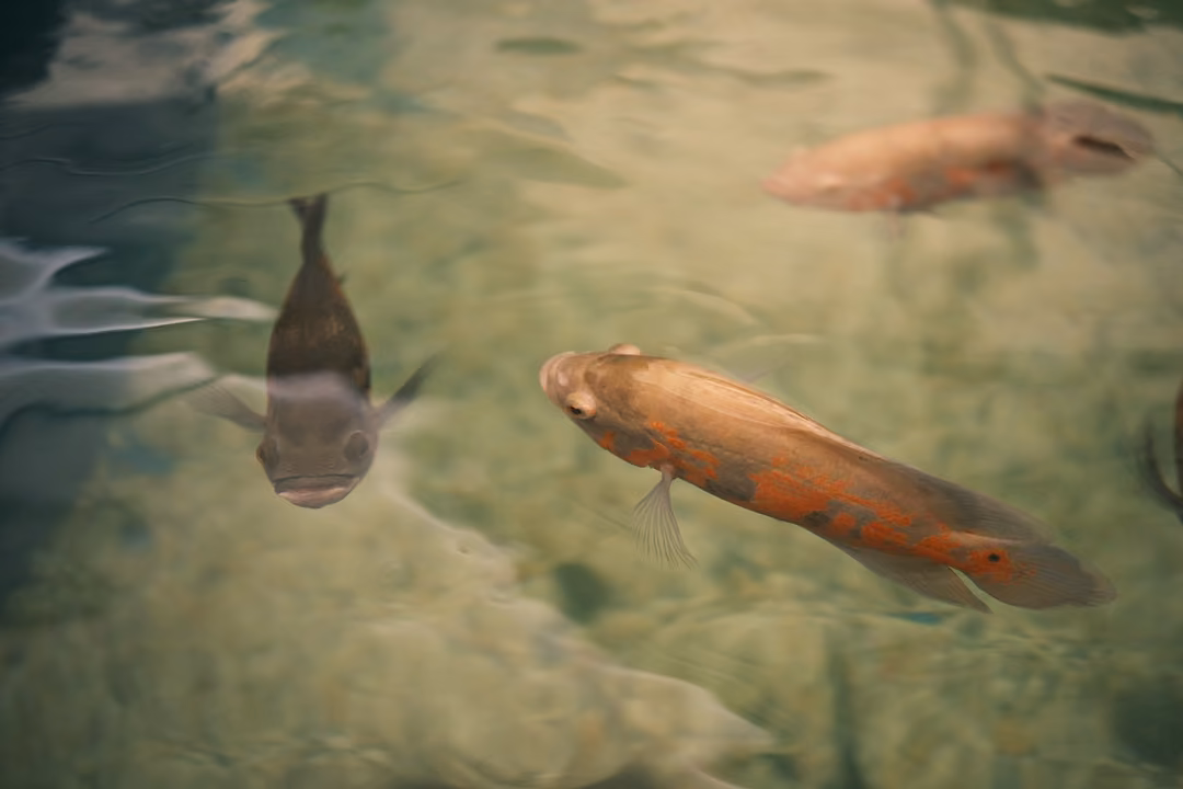 Orange-spotted fish and a dark fish swimming in a shallow pool with rippling light on a sandy floor