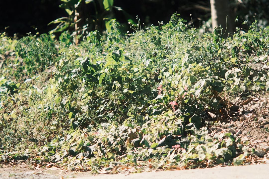 Roadside bank of green weeds and leafy plants above a strip of pavement