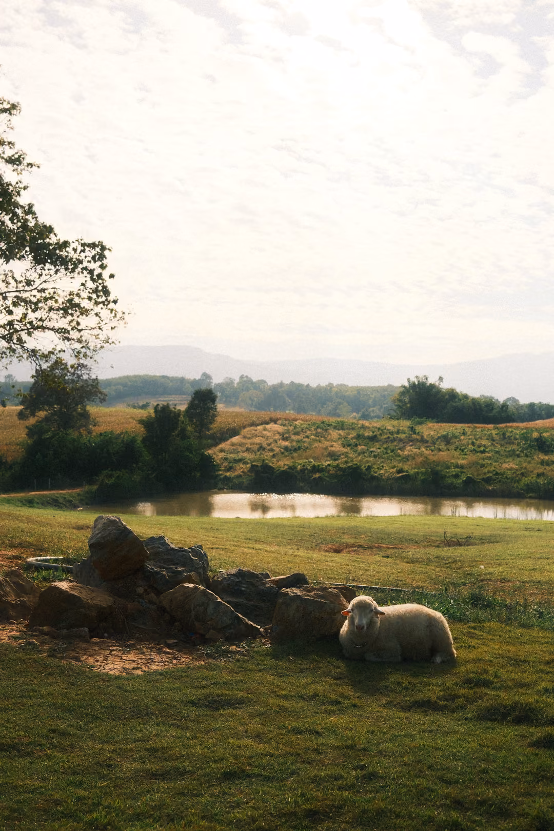 The sheep lying beside the rocks again, pond and hills behind, the sky pale and streaked.