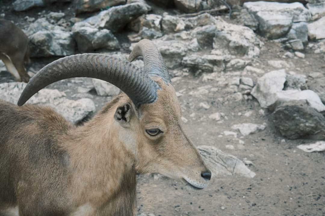 Sandy-coated horned animal with long curved horns, eyes half closed, standing among pale rocks