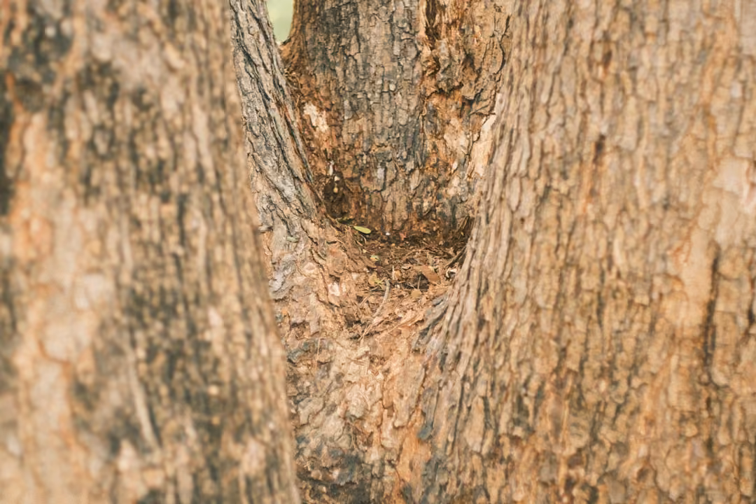 Close view of a tree trunk splitting into two, rough brown bark filling the frame.