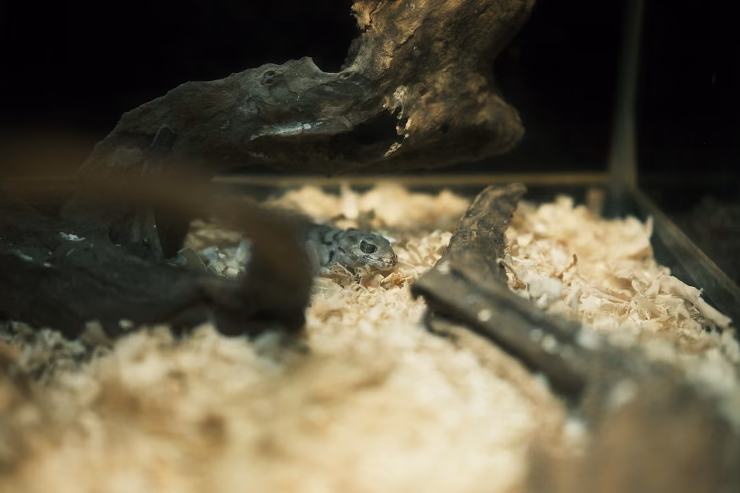 A grey snake partly hidden among wood and pale shavings in a dim enclosure