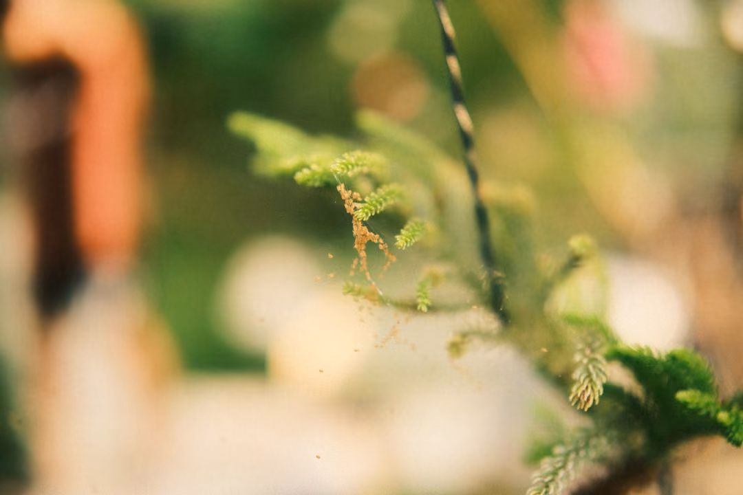 A blurred close-up of small fern-like sprigs and a twisted stalk, with soft pink and white shapes behind.