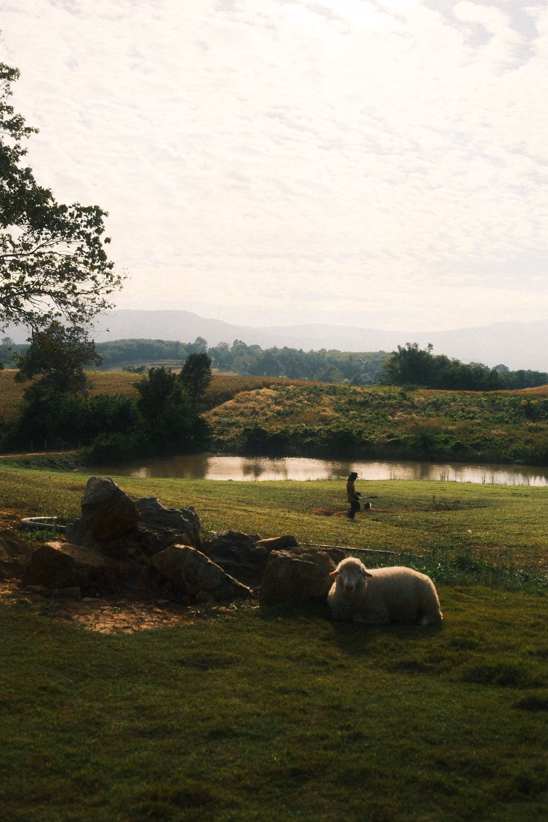 Upright view of a sheep lying by a pile of rocks near a pond, a tree and hills behind.