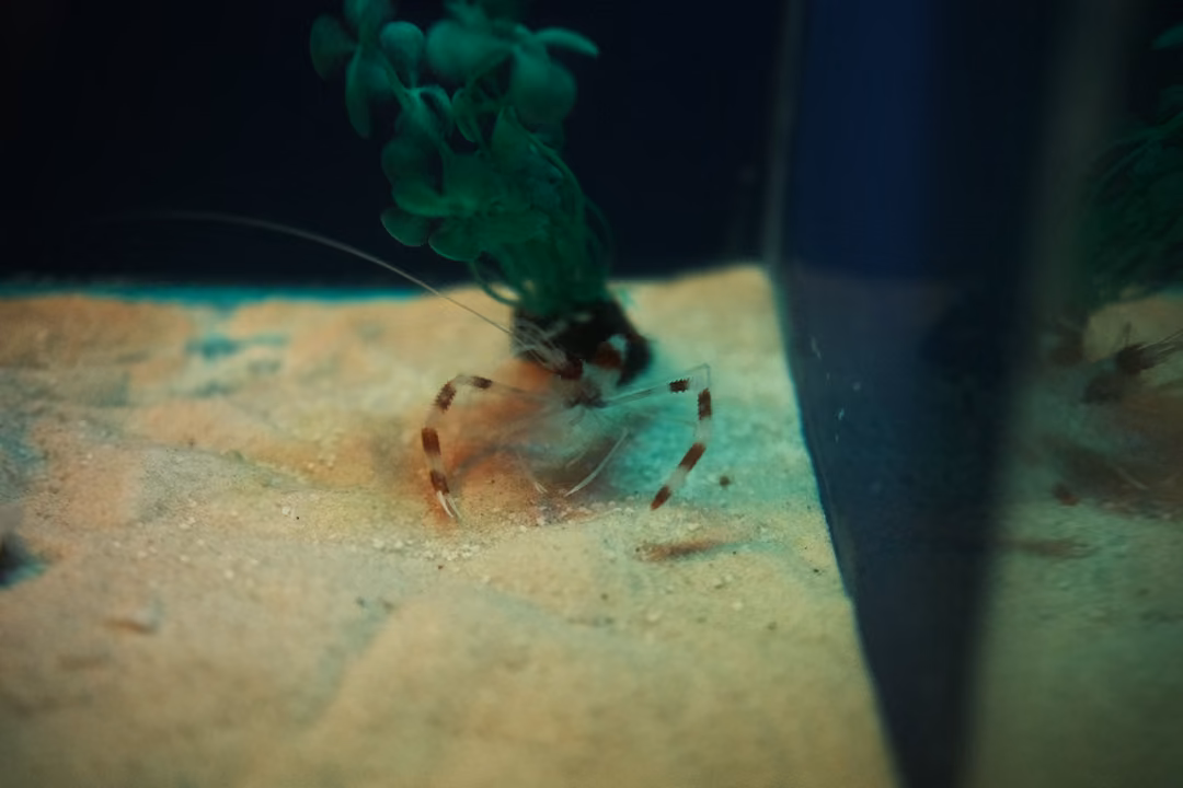 A red-and-white banded shrimp with long antennae walking on sand under a green artificial plant